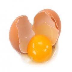 مساعدت جهاد کشاورزی برای ذخیره سازی تخم مرغ